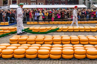 Geleneksel Hollanda peynir pazarı Alkmaar, Hollanda