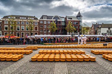 Geleneksel Hollanda peynir pazarı Alkmaar, Hollanda