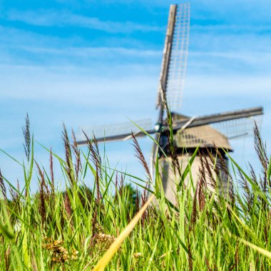 tipik Hollanda manzara