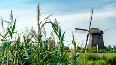 tipik Hollanda manzara