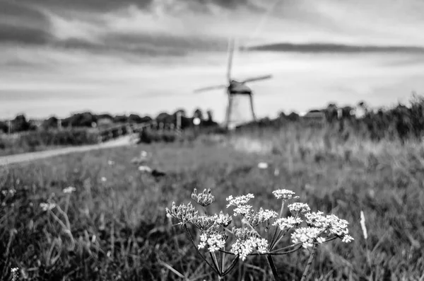 Svart och vitt holländska landskapet — Stockfoto