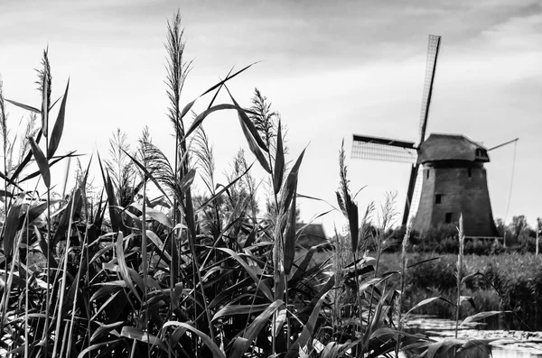 Blanco y negro Paisaje holandés —  Fotos de Stock