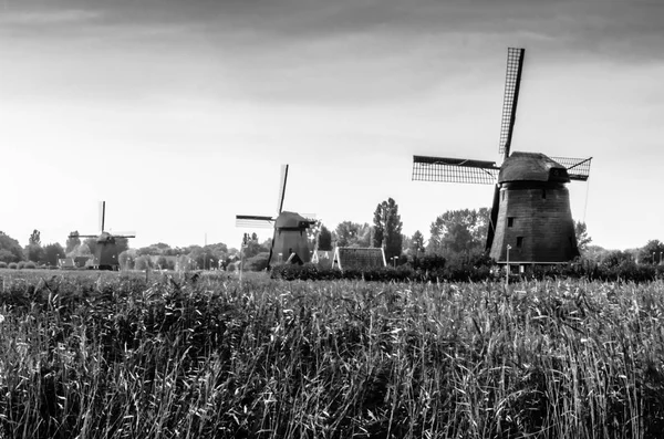 Holenderski pejzaż czarno-białe — Zdjęcie stockowe