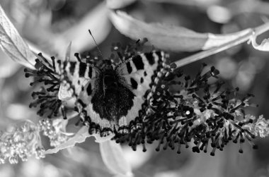 Siyah ve beyaz kelebek arka plan