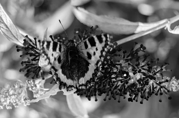 Siyah ve beyaz kelebek arka plan