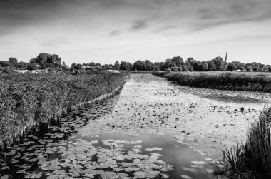 Siyah ve beyaz bataklık manzara