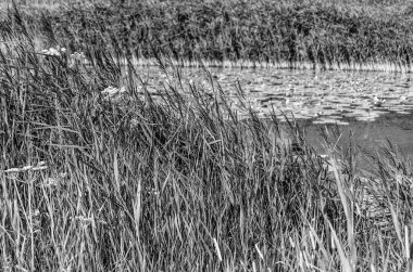 Siyah ve beyaz bataklık manzara