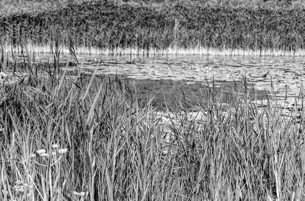 Black and white swamp landscape — Stock Photo, Image