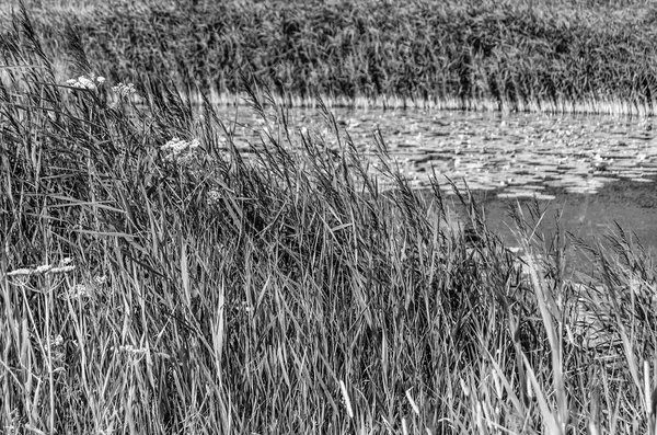 Schwarz-weiße Sumpflandschaft — Stockfoto