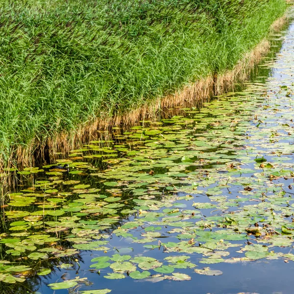 Summer green landscape — Stock Photo, Image