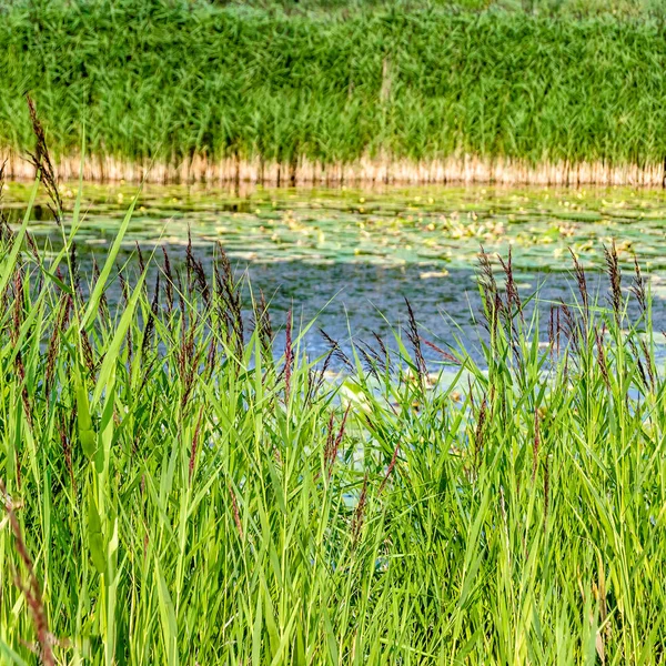 Summer green landscape — Stock Photo, Image