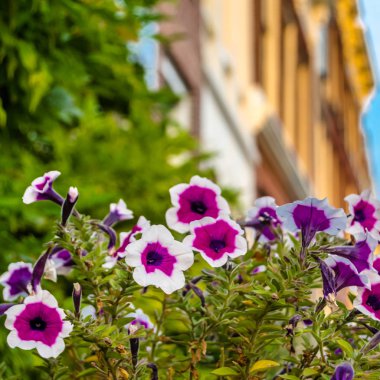 Alkmaar, Hollanda mimari detay