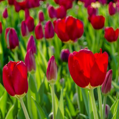 Kırmızı lale, bahar arka plan