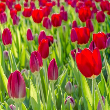 Kırmızı lale, bahar arka plan