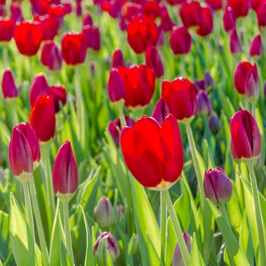 Kırmızı lale, bahar arka plan