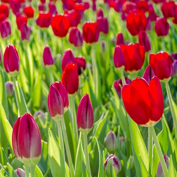 Kırmızı lale, bahar arka plan