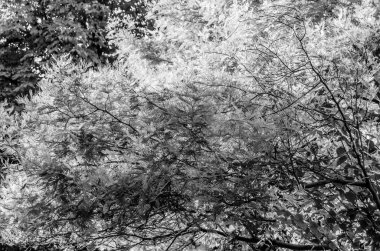 sonbahar siyah ve beyaz arka plan