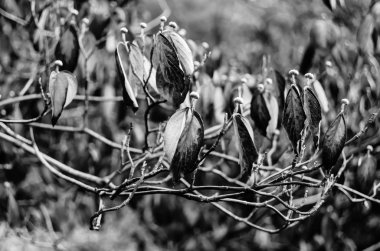 sonbahar siyah ve beyaz arka plan