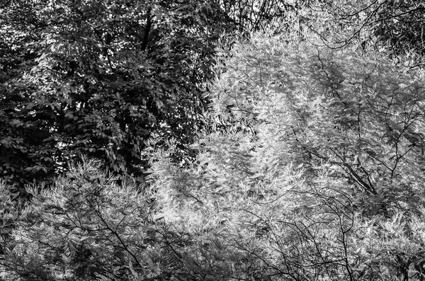 sonbahar siyah ve beyaz arka plan