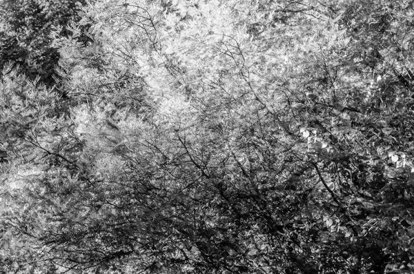 sonbahar siyah ve beyaz arka plan