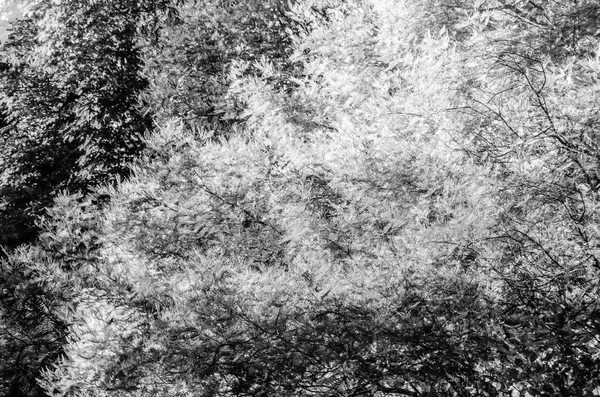 sonbahar siyah ve beyaz arka plan