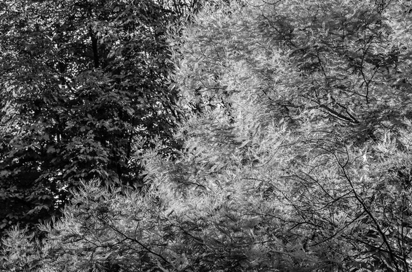 sonbahar siyah ve beyaz arka plan