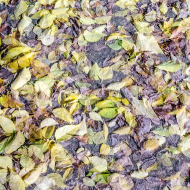 renkli sonbahar arka plan