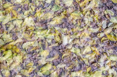 renkli sonbahar arka plan