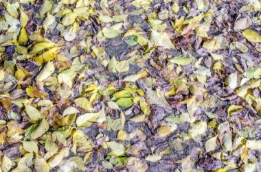 renkli sonbahar arka plan