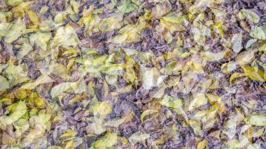 renkli sonbahar arka plan