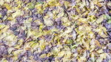 renkli sonbahar arka plan