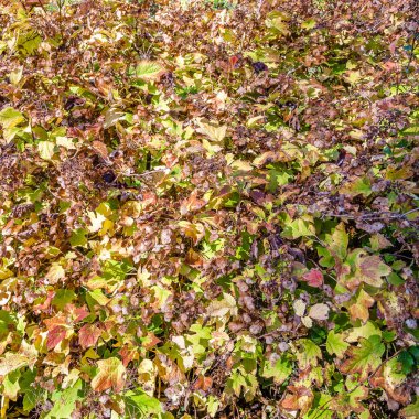 renkli sonbahar arka plan