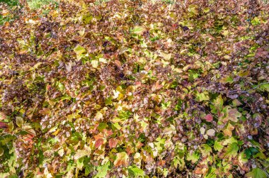 renkli sonbahar arka plan