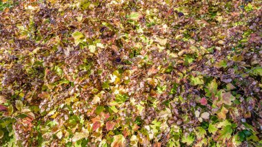 renkli sonbahar arka plan