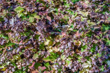 renkli sonbahar arka plan