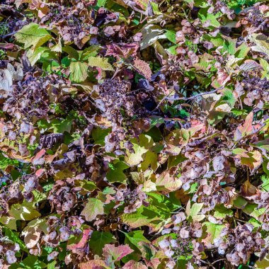 renkli sonbahar arka plan