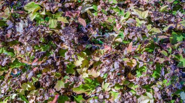 renkli sonbahar arka plan