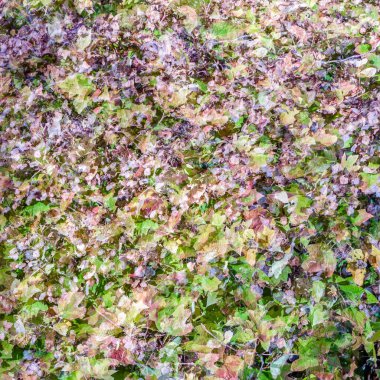 renkli sonbahar arka plan