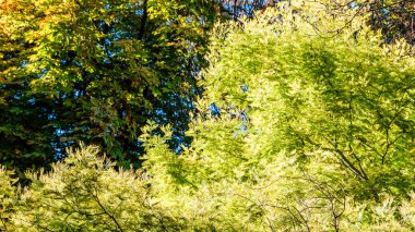 renkli sonbahar arka plan