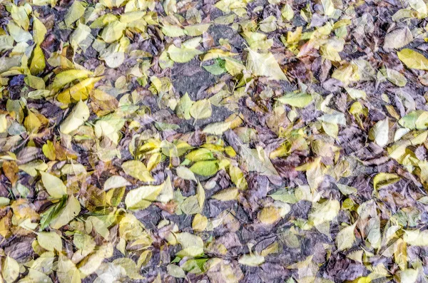 renkli sonbahar arka plan