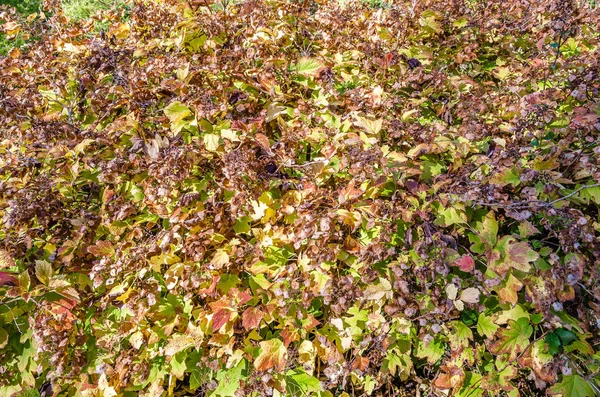 renkli sonbahar arka plan