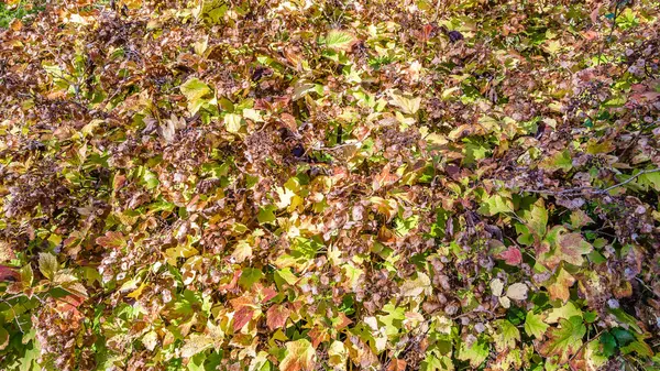 renkli sonbahar arka plan