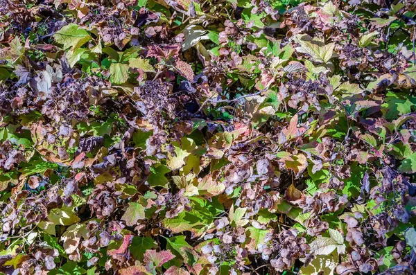 renkli sonbahar arka plan