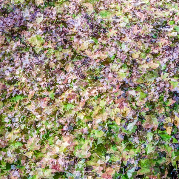 renkli sonbahar arka plan