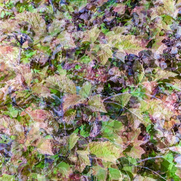 renkli sonbahar arka plan