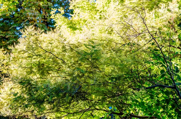 renkli sonbahar arka plan