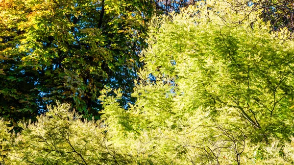 renkli sonbahar arka plan