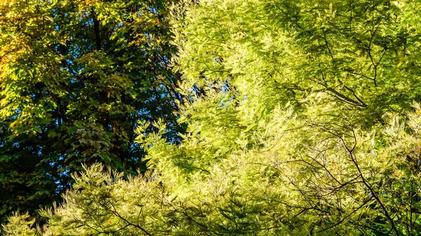 renkli sonbahar arka plan