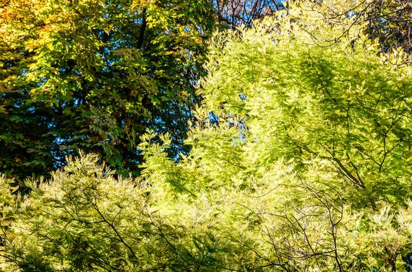 Fundo de outono colorido — Fotografia de Stock