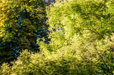 renkli sonbahar arka plan